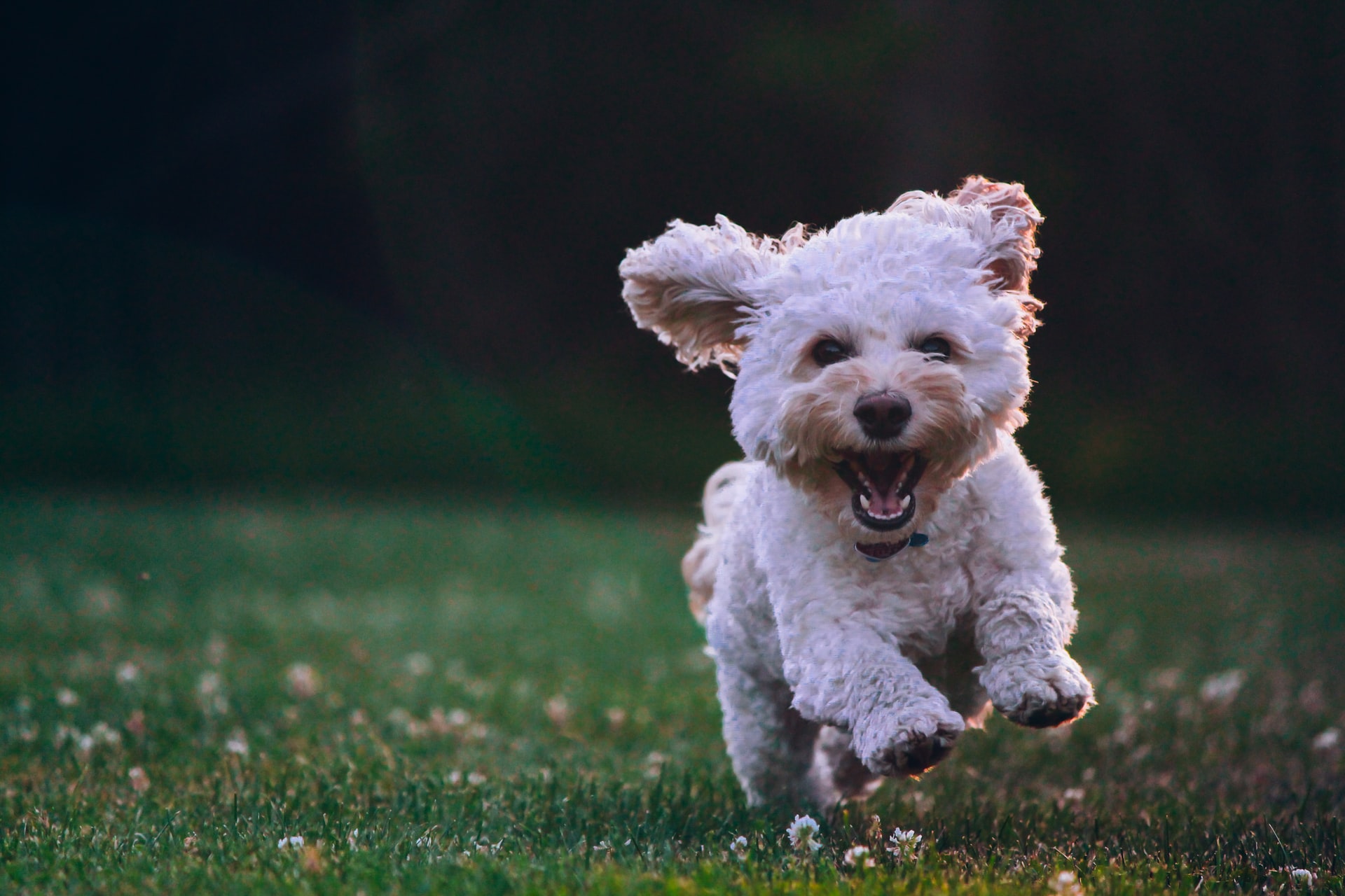 Dog Poop Free Lawn