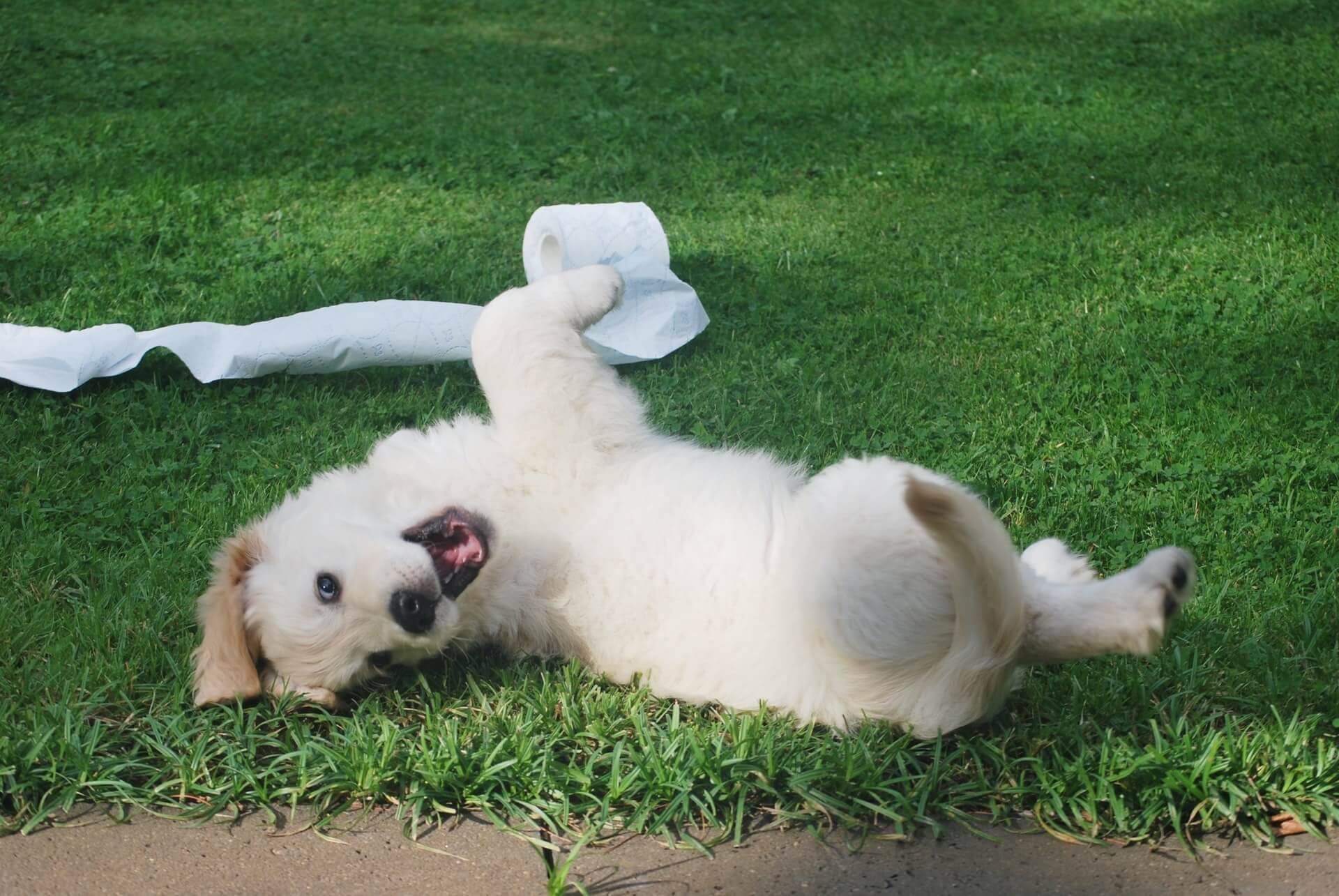 Clean Grass Puppy