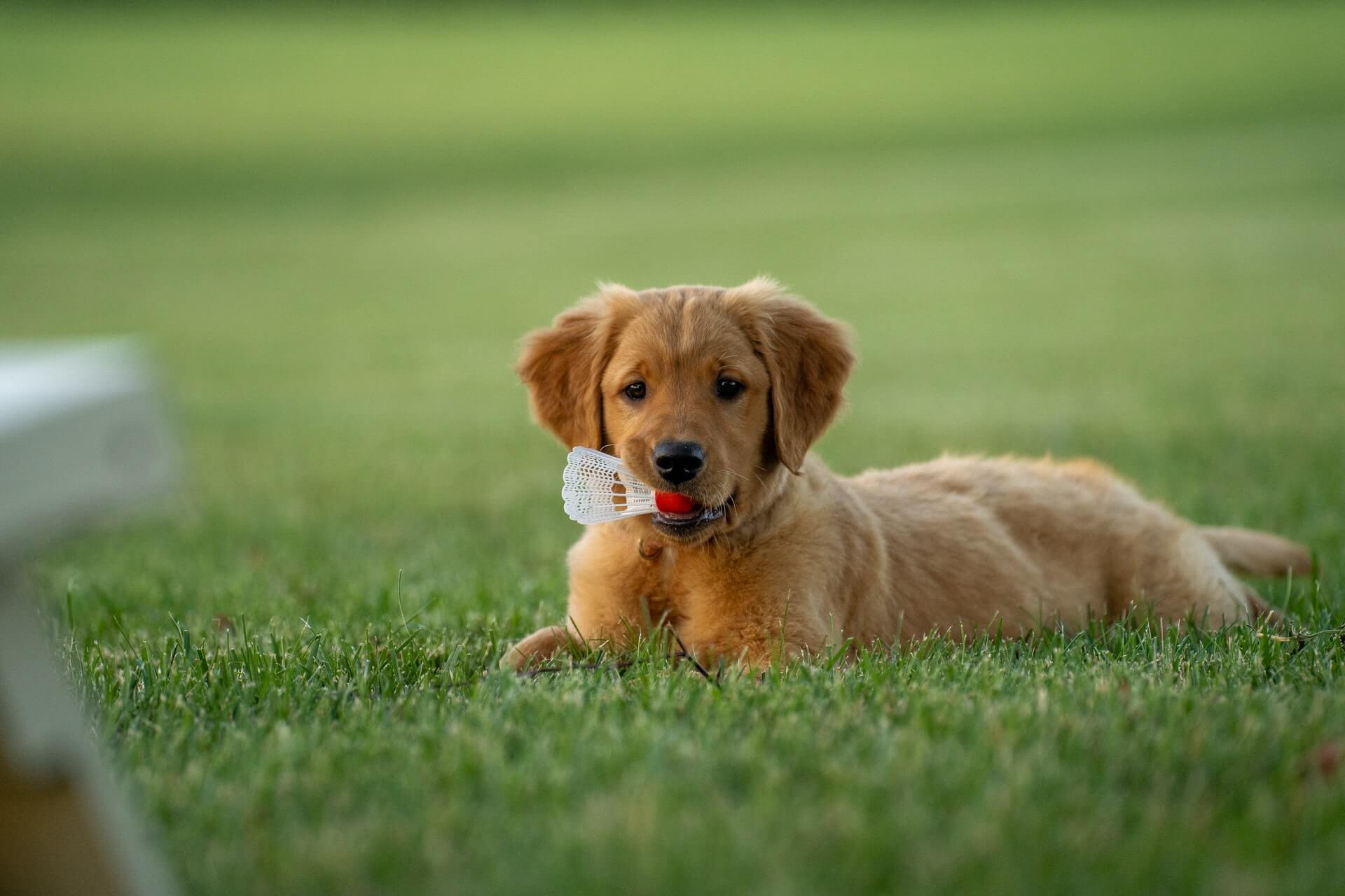 Clean Yard Dog with Toy