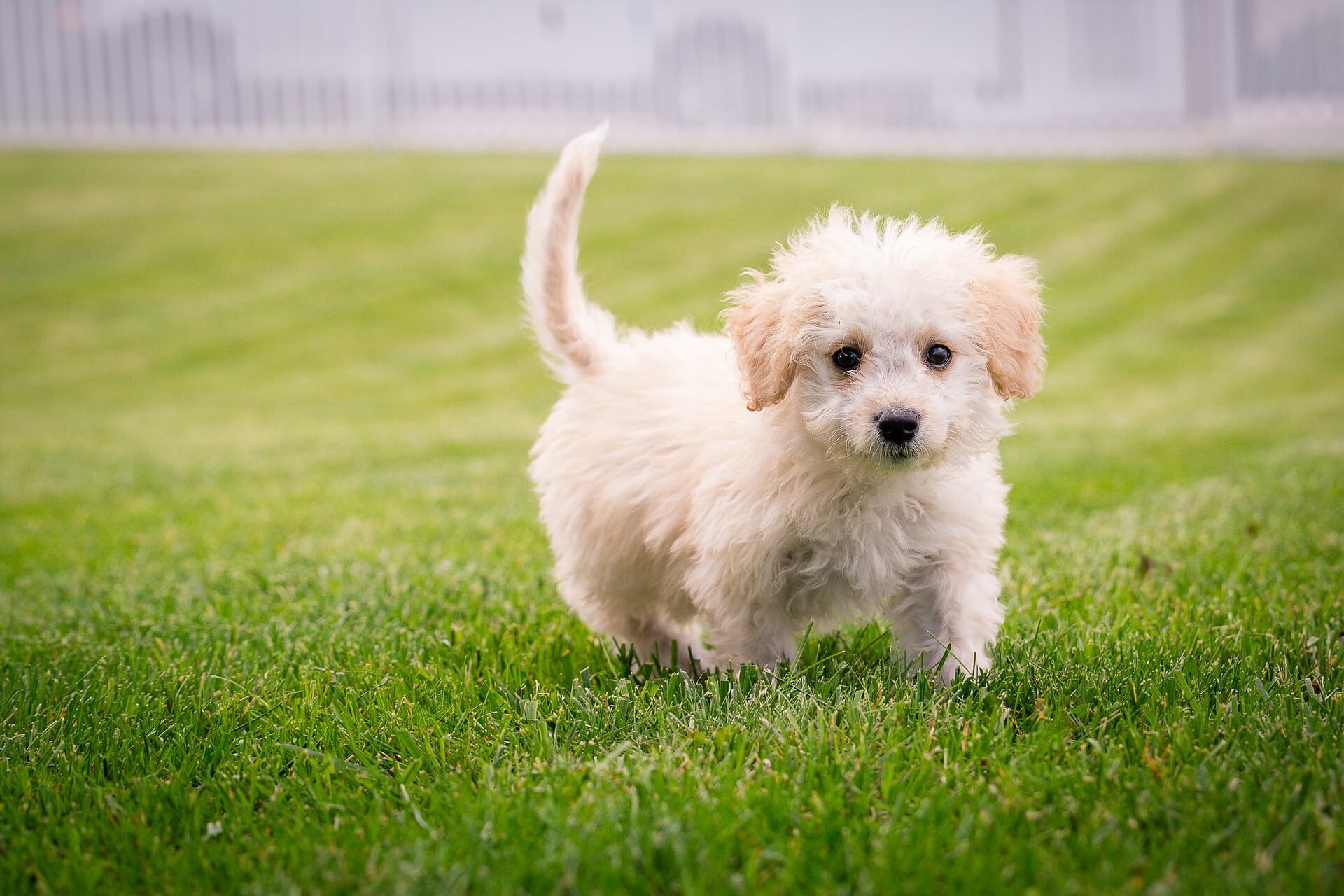 Dog Poop Clean Up