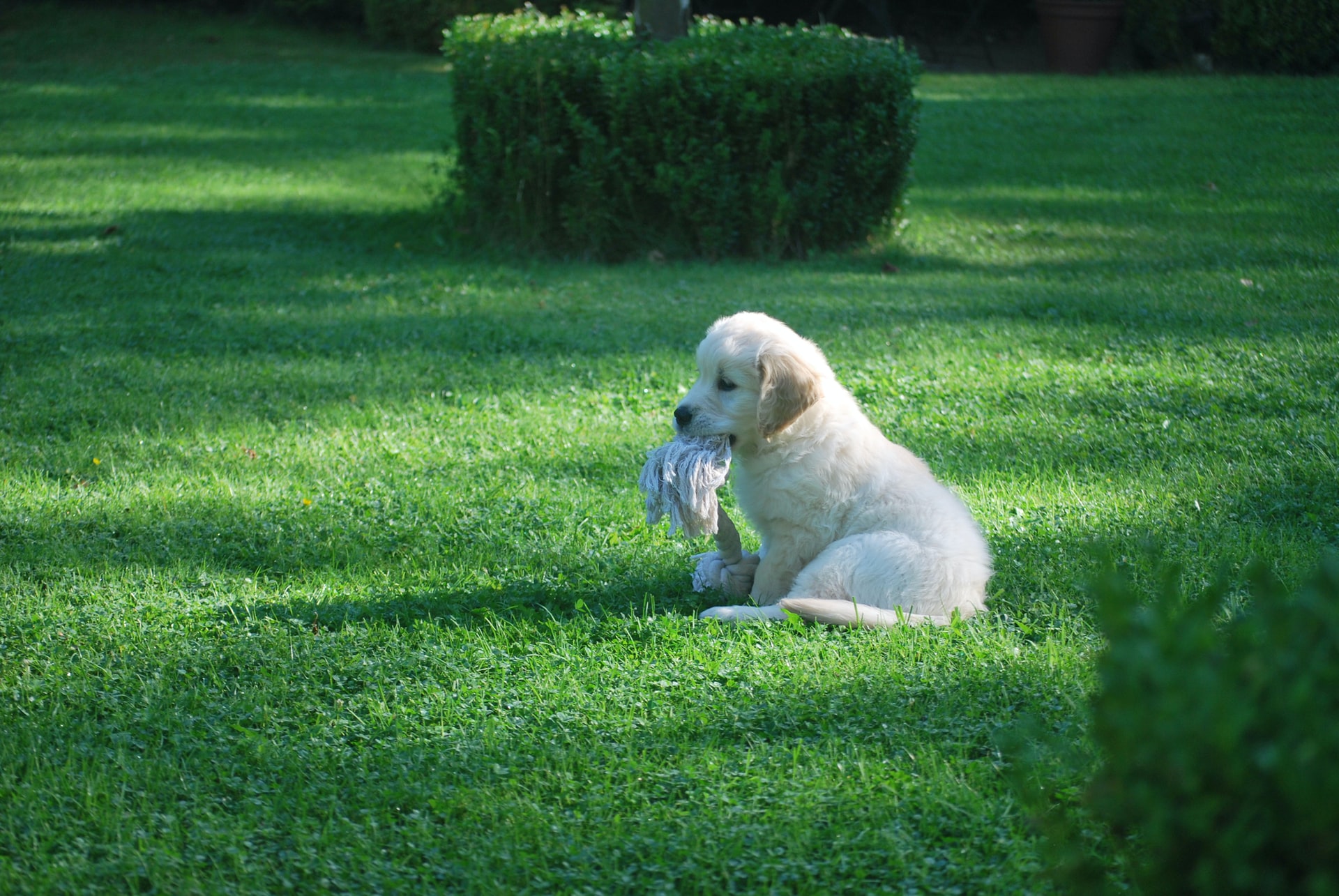 Poop Free Grass Dog