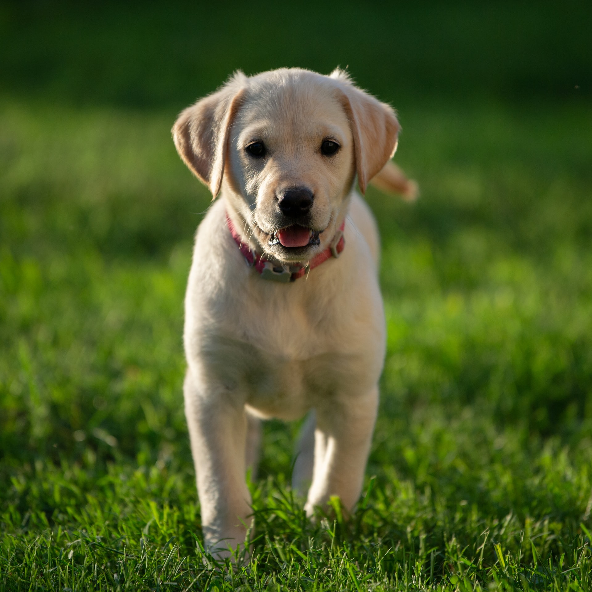 Puppy Green Grass