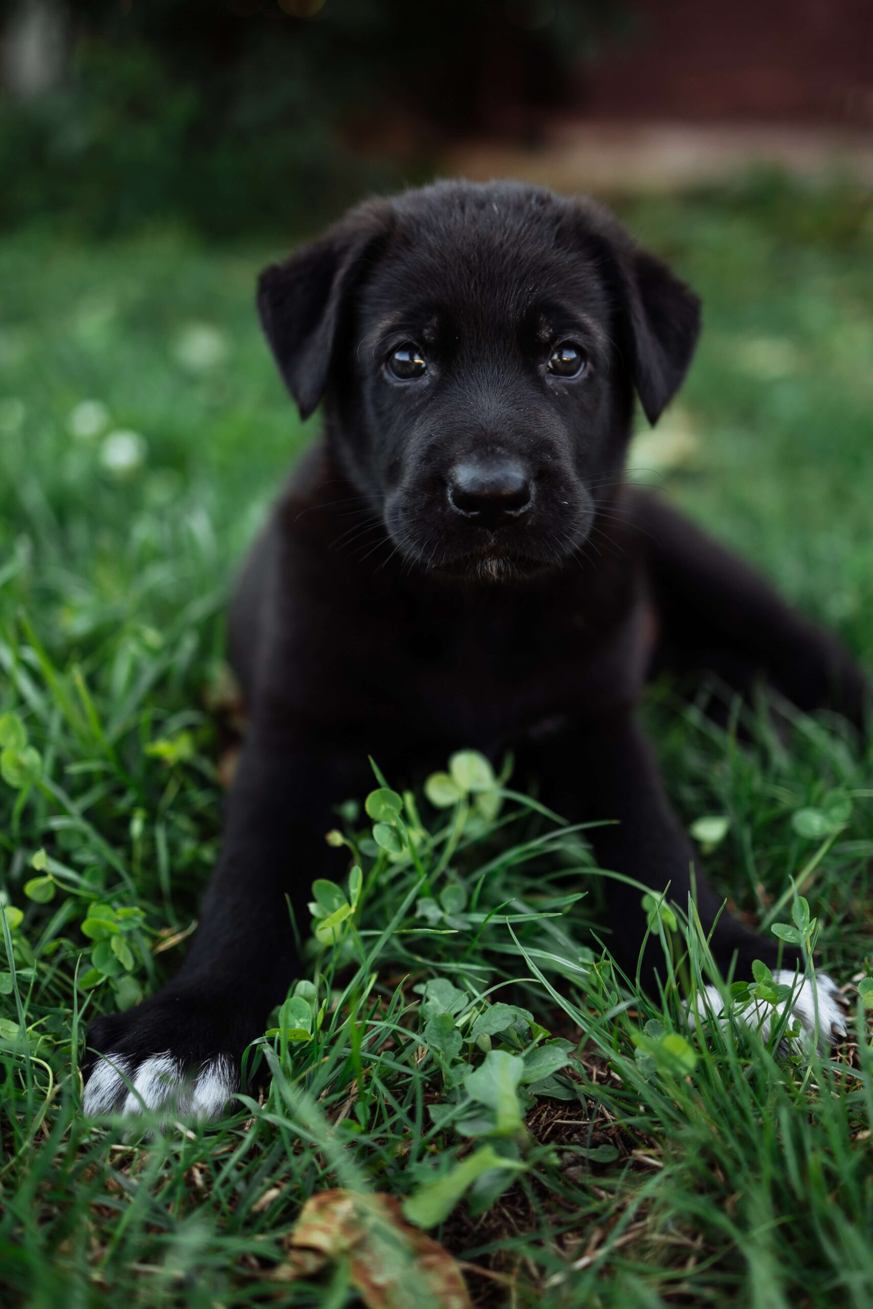 Dog Poop Free Yard